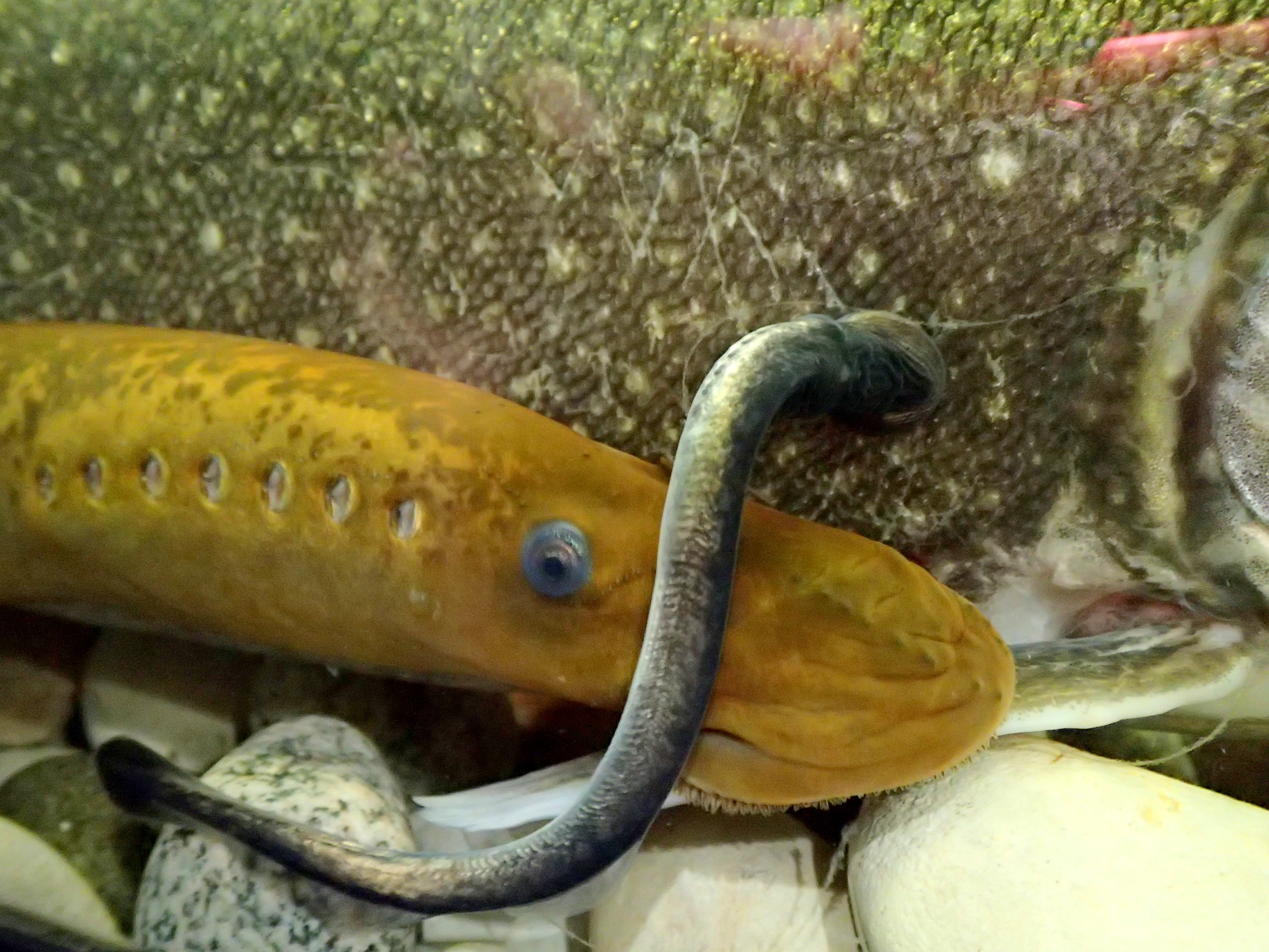Photo of the side of a lake trout. There is an adult sea lamprey beside it and a young sea lamprey attached to the side of the lake trout.
